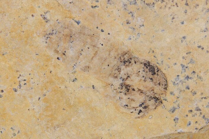 Detailed Fossil Insect - Cereste, France #297200